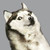 :iconbluewolfsoul: