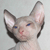 :iconblueys: