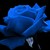 :iconblumiu: