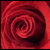 :iconBlush802: