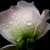 :iconblushingrose: