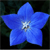 :iconblustar9: