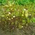 Blutmoond :iconblutmoond: