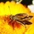 :iconbmhphotography: