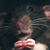:iconbnorck: