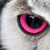 :iconbnt800: