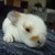 :iconbo-xxx: