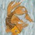 :iconboarwithrabbitshadow: