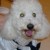 :iconbob-gomes: