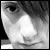 :iconbobakey: