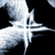 :iconbobby2660: