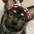 :iconbobbycavalier: