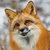 :iconbobfox1234: