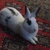 :iconbobthefairycat: