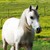 :iconbobwoodcreek-stables: