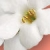 :iconbobzanlation: