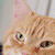 :iconbockhammar: