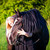 :iconboegedal: