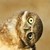 :iconboff13: