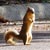 :iconbogue-verte: