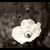 :iconbogussounds: