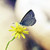 :iconbohemiangypsy:
