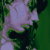 :iconbojoleto: