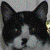 :iconbole64: