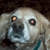 :iconbolognacoast:
