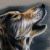 :iconboltthewildwolf: