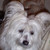 :iconbonniemac:
