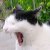 :iconbontarte: