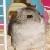 :iconboo-the-hampster: