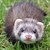 :iconboogyoogy105: