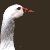 :iconbookguild: