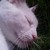 :iconbookofday: