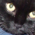 :iconboolpropenacheats: