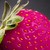 BordeauxBerry :iconbordeauxberry: