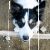 :iconbordercollie: