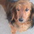:iconbordercollie123eddie:
