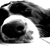 :iconborderkormi: