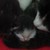 :iconborderline91:
