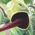 :iconborkabonum: