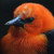 :iconbormi: