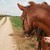 :iconborntofarm: