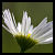 :iconboschfoto: