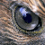 :iconboss-azure-hawk:
