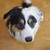:iconbossy-chanboss: