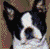 :iconbostonterriers: