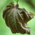 :iconbottledgreenfairy: